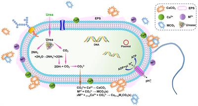 Heavy metal bioremediation using microbially induced carbonate precipitation: Key factors and enhancement strategies